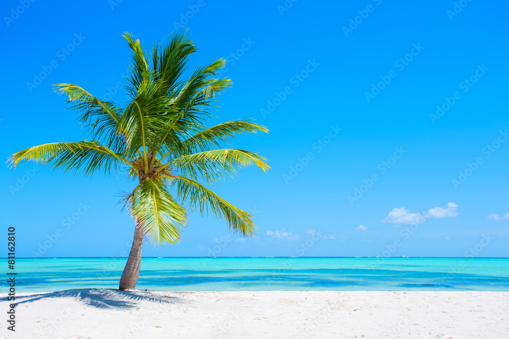 Palm tree image