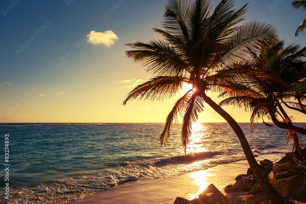 Palm tree image
